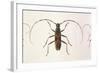 Stenochorus Gigas-null-Framed Art Print