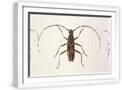 White Frame