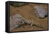 Stenodactylus Sthenodactylus (Elegant Gecko, Lichtenstein's Short-Fingered Gecko)-Paul Starosta-Framed Stretched Canvas