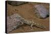 Stenodactylus Sthenodactylus (Elegant Gecko, Lichtenstein's Short-Fingered Gecko)-Paul Starosta-Stretched Canvas