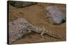 Stenodactylus Sthenodactylus (Elegant Gecko, Lichtenstein's Short-Fingered Gecko)-Paul Starosta-Stretched Canvas