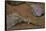 Stenodactylus Sthenodactylus (Elegant Gecko, Lichtenstein's Short-Fingered Gecko)-Paul Starosta-Framed Stretched Canvas