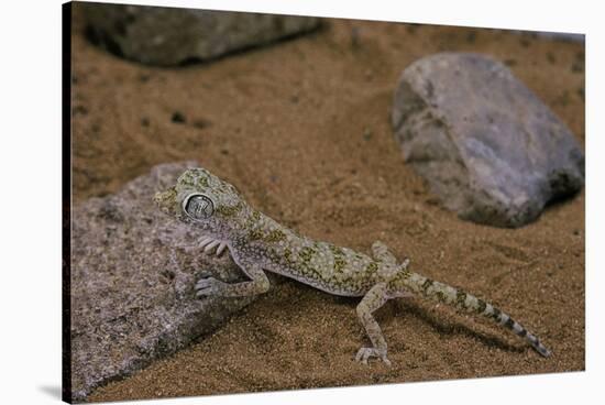 Stenodactylus Sthenodactylus (Elegant Gecko, Lichtenstein's Short-Fingered Gecko)-Paul Starosta-Stretched Canvas