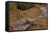 Stenodactylus Sthenodactylus (Elegant Gecko, Lichtenstein's Short-Fingered Gecko)-Paul Starosta-Framed Stretched Canvas