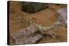 Stenodactylus Sthenodactylus (Elegant Gecko, Lichtenstein's Short-Fingered Gecko)-Paul Starosta-Stretched Canvas