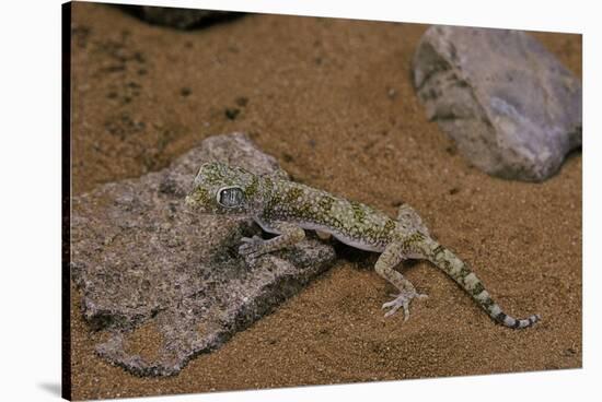 Stenodactylus Sthenodactylus (Elegant Gecko, Lichtenstein's Short-Fingered Gecko)-Paul Starosta-Stretched Canvas