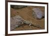 Stenodactylus Sthenodactylus (Elegant Gecko, Lichtenstein's Short-Fingered Gecko)-Paul Starosta-Framed Photographic Print