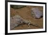 Stenodactylus Sthenodactylus (Elegant Gecko, Lichtenstein's Short-Fingered Gecko)-Paul Starosta-Framed Photographic Print