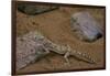 Stenodactylus Sthenodactylus (Elegant Gecko, Lichtenstein's Short-Fingered Gecko)-Paul Starosta-Framed Photographic Print