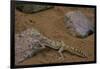 Stenodactylus Sthenodactylus (Elegant Gecko, Lichtenstein's Short-Fingered Gecko)-Paul Starosta-Framed Photographic Print