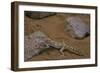 Stenodactylus Sthenodactylus (Elegant Gecko, Lichtenstein's Short-Fingered Gecko)-Paul Starosta-Framed Photographic Print