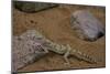 Stenodactylus Sthenodactylus (Elegant Gecko, Lichtenstein's Short-Fingered Gecko)-Paul Starosta-Mounted Photographic Print