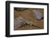 Stenodactylus Sthenodactylus (Elegant Gecko, Lichtenstein's Short-Fingered Gecko)-Paul Starosta-Framed Photographic Print