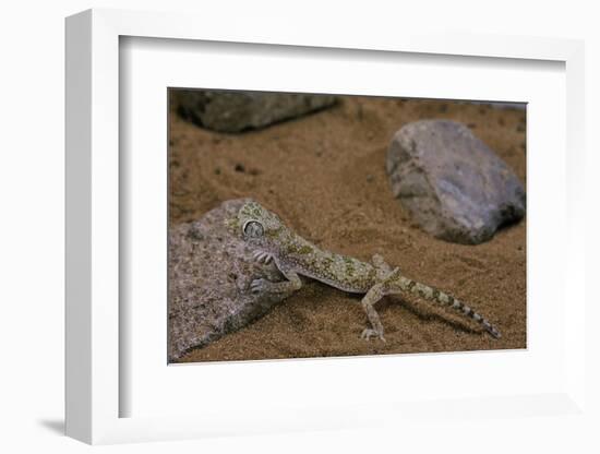 Stenodactylus Sthenodactylus (Elegant Gecko, Lichtenstein's Short-Fingered Gecko)-Paul Starosta-Framed Photographic Print