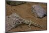 Stenodactylus Sthenodactylus (Elegant Gecko, Lichtenstein's Short-Fingered Gecko)-Paul Starosta-Mounted Photographic Print