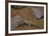 Stenodactylus Sthenodactylus (Elegant Gecko, Lichtenstein's Short-Fingered Gecko)-Paul Starosta-Framed Photographic Print