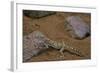 Stenodactylus Sthenodactylus (Elegant Gecko, Lichtenstein's Short-Fingered Gecko)-Paul Starosta-Framed Photographic Print