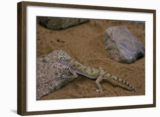 Stenodactylus Sthenodactylus (Elegant Gecko, Lichtenstein's Short-Fingered Gecko)-Paul Starosta-Framed Photographic Print