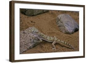 Stenodactylus Sthenodactylus (Elegant Gecko, Lichtenstein's Short-Fingered Gecko)-Paul Starosta-Framed Photographic Print