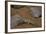 Stenodactylus Sthenodactylus (Elegant Gecko, Lichtenstein's Short-Fingered Gecko)-Paul Starosta-Framed Photographic Print