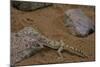 Stenodactylus Sthenodactylus (Elegant Gecko, Lichtenstein's Short-Fingered Gecko)-Paul Starosta-Mounted Photographic Print