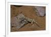 Stenodactylus Sthenodactylus (Elegant Gecko, Lichtenstein's Short-Fingered Gecko)-Paul Starosta-Framed Photographic Print