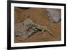 Stenodactylus Sthenodactylus (Elegant Gecko, Lichtenstein's Short-Fingered Gecko)-Paul Starosta-Framed Photographic Print