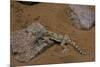 Stenodactylus Sthenodactylus (Elegant Gecko, Lichtenstein's Short-Fingered Gecko)-Paul Starosta-Mounted Photographic Print