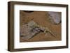 Stenodactylus Sthenodactylus (Elegant Gecko, Lichtenstein's Short-Fingered Gecko)-Paul Starosta-Framed Photographic Print