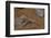 Stenodactylus Sthenodactylus (Elegant Gecko, Lichtenstein's Short-Fingered Gecko)-Paul Starosta-Framed Photographic Print