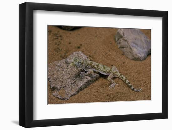 Stenodactylus Sthenodactylus (Elegant Gecko, Lichtenstein's Short-Fingered Gecko)-Paul Starosta-Framed Photographic Print