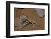 Stenodactylus Sthenodactylus (Elegant Gecko, Lichtenstein's Short-Fingered Gecko)-Paul Starosta-Framed Photographic Print