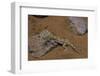 Stenodactylus Sthenodactylus (Elegant Gecko, Lichtenstein's Short-Fingered Gecko)-Paul Starosta-Framed Photographic Print