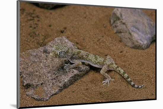 Stenodactylus Sthenodactylus (Elegant Gecko, Lichtenstein's Short-Fingered Gecko)-Paul Starosta-Mounted Photographic Print