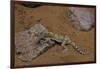 Stenodactylus Sthenodactylus (Elegant Gecko, Lichtenstein's Short-Fingered Gecko)-Paul Starosta-Framed Photographic Print