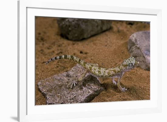 Stenodactylus Sthenodactylus (Elegant Gecko, Lichtenstein's Short-Fingered Gecko)-Paul Starosta-Framed Photographic Print