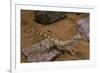 Stenodactylus Sthenodactylus (Elegant Gecko, Lichtenstein's Short-Fingered Gecko)-Paul Starosta-Framed Photographic Print