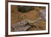 Stenodactylus Sthenodactylus (Elegant Gecko, Lichtenstein's Short-Fingered Gecko)-Paul Starosta-Framed Photographic Print