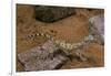 Stenodactylus Sthenodactylus (Elegant Gecko, Lichtenstein's Short-Fingered Gecko)-Paul Starosta-Framed Photographic Print