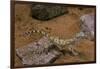 Stenodactylus Sthenodactylus (Elegant Gecko, Lichtenstein's Short-Fingered Gecko)-Paul Starosta-Framed Photographic Print