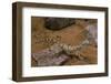 Stenodactylus Sthenodactylus (Elegant Gecko, Lichtenstein's Short-Fingered Gecko)-Paul Starosta-Framed Photographic Print