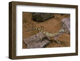 Stenodactylus Sthenodactylus (Elegant Gecko, Lichtenstein's Short-Fingered Gecko)-Paul Starosta-Framed Photographic Print