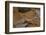 Stenodactylus Sthenodactylus (Elegant Gecko, Lichtenstein's Short-Fingered Gecko)-Paul Starosta-Framed Photographic Print