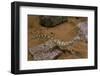 Stenodactylus Sthenodactylus (Elegant Gecko, Lichtenstein's Short-Fingered Gecko)-Paul Starosta-Framed Photographic Print