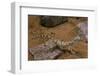 Stenodactylus Sthenodactylus (Elegant Gecko, Lichtenstein's Short-Fingered Gecko)-Paul Starosta-Framed Photographic Print