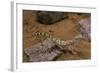 Stenodactylus Sthenodactylus (Elegant Gecko, Lichtenstein's Short-Fingered Gecko)-Paul Starosta-Framed Photographic Print