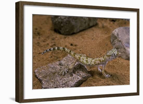 Stenodactylus Sthenodactylus (Elegant Gecko, Lichtenstein's Short-Fingered Gecko)-Paul Starosta-Framed Photographic Print