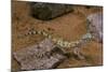 Stenodactylus Sthenodactylus (Elegant Gecko, Lichtenstein's Short-Fingered Gecko)-Paul Starosta-Mounted Photographic Print