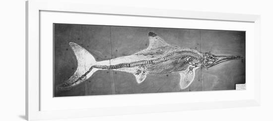 Stenopterygius Megacephalus (The Oxford Ichthyosaur) Found Nr. Stuttgart, Germany, Upper Lias…-null-Framed Giclee Print