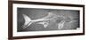 Stenopterygius Megacephalus (The Oxford Ichthyosaur) Found Nr. Stuttgart, Germany, Upper Lias…-null-Framed Giclee Print